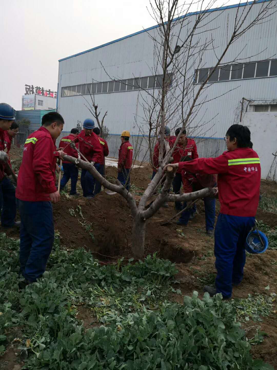 春季巩义伟志模板种树忙