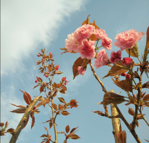 春暖花开的季节伟志钢模板向您问好